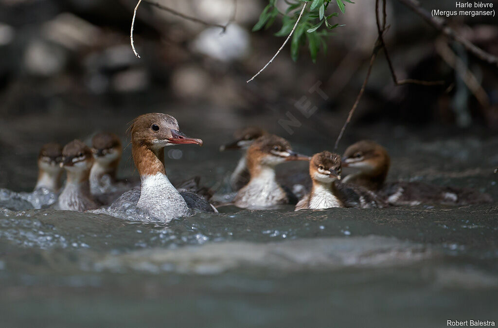 Common Merganser female