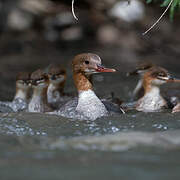 Common Merganser