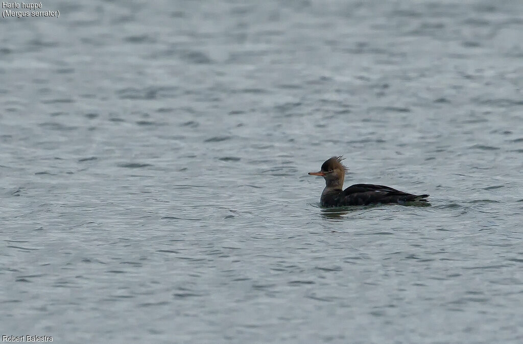 Red-breasted Merganser