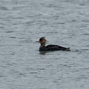 Red-breasted Merganser