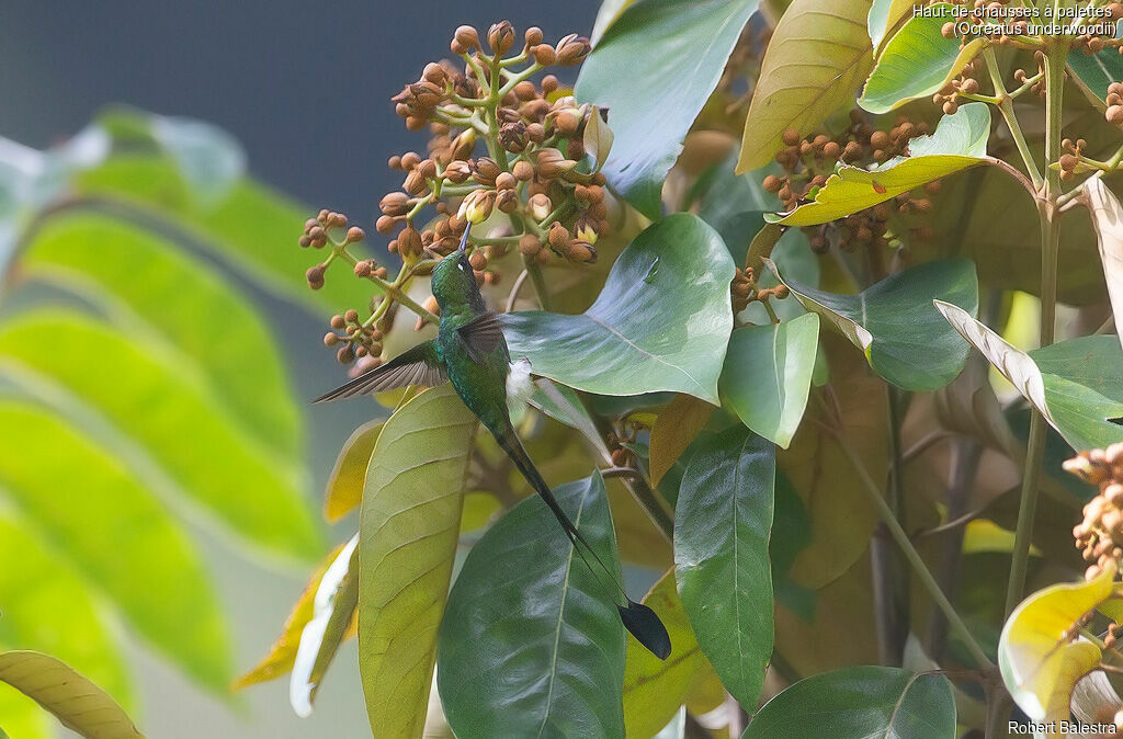 White-booted Racket-tail