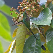 White-booted Racket-tail