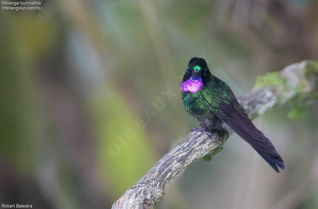 Tourmaline Sunangel