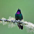 Héliange tourmaline