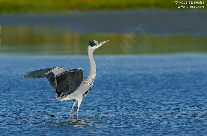 Grey Heron