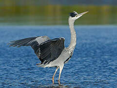 Grey Heron