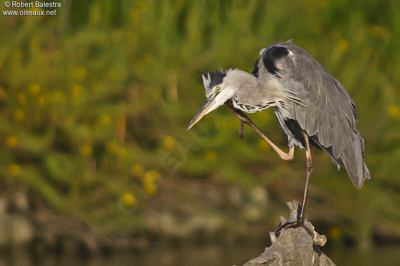 Grey Heron