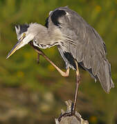 Grey Heron