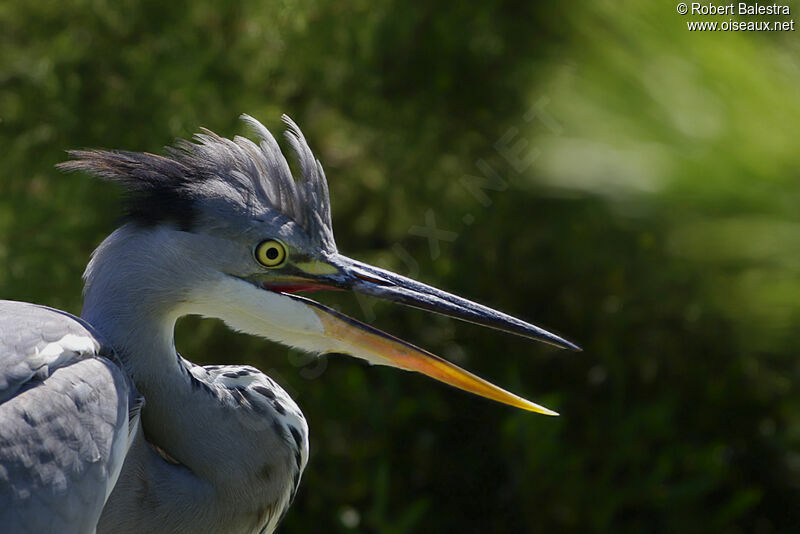 Grey Heron