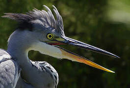 Grey Heron