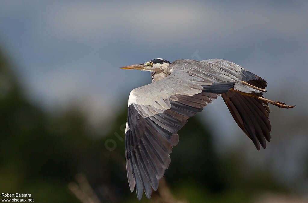 Grey Heronadult, Flight