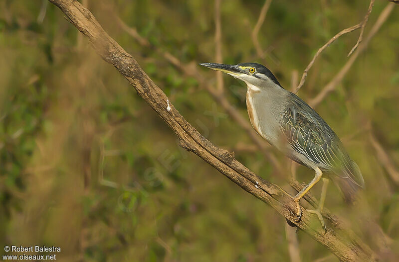 Héron des mangroves