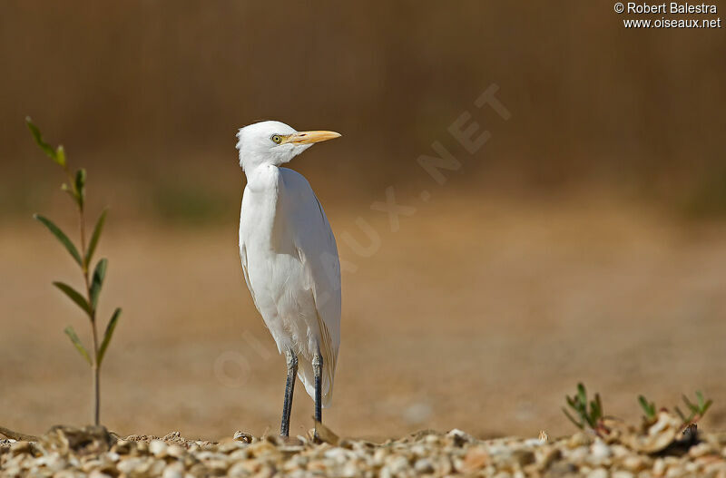 Western Cattle Egret