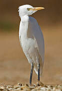 Western Cattle Egret