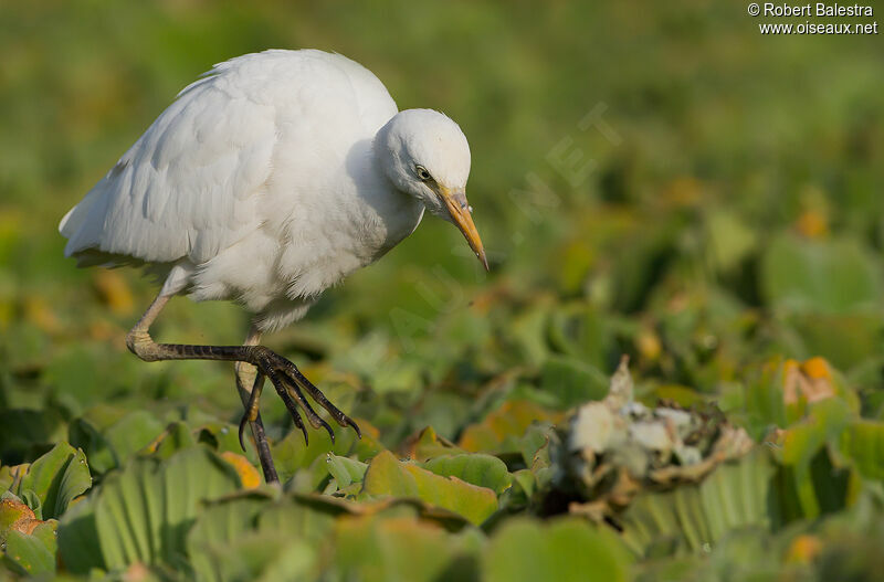 Western Cattle Egret