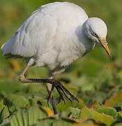 Western Cattle Egret