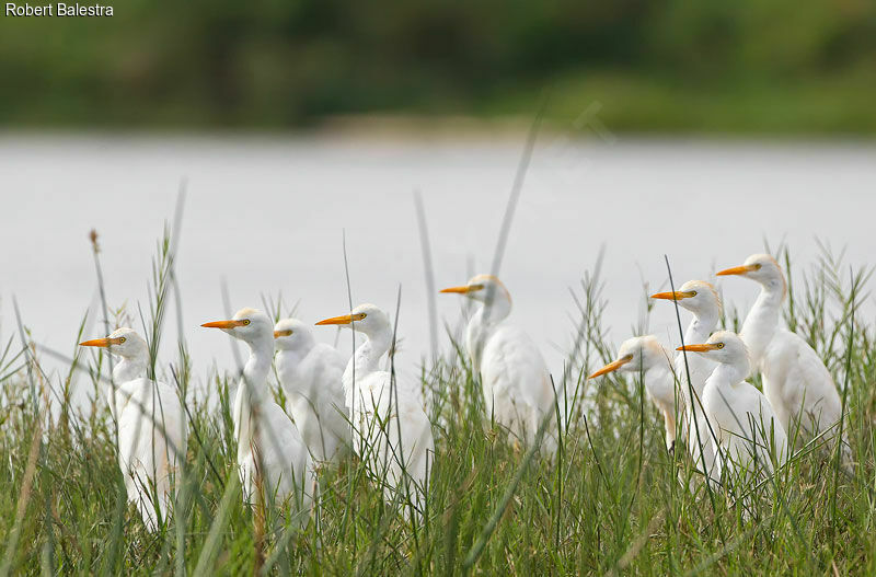 Western Cattle Egret