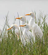 Western Cattle Egret