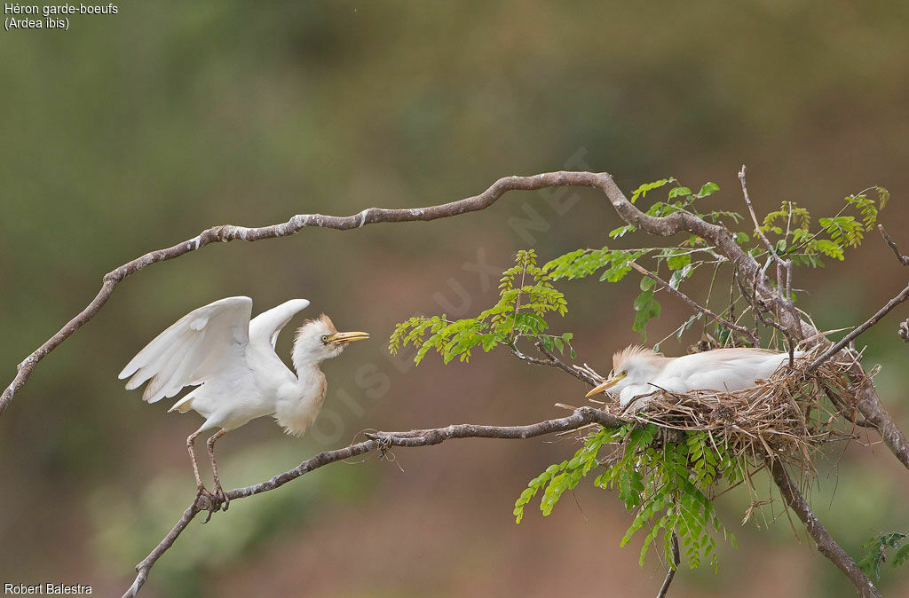 Western Cattle Egret