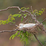 Western Cattle Egret