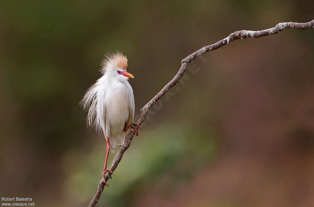 Western Cattle Egret, identification