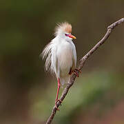 Western Cattle Egret