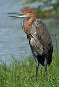 Goliath Heron