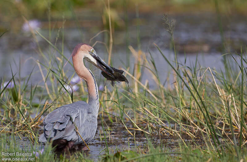 Héron goliathadulte, pêche/chasse