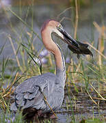 Goliath Heron