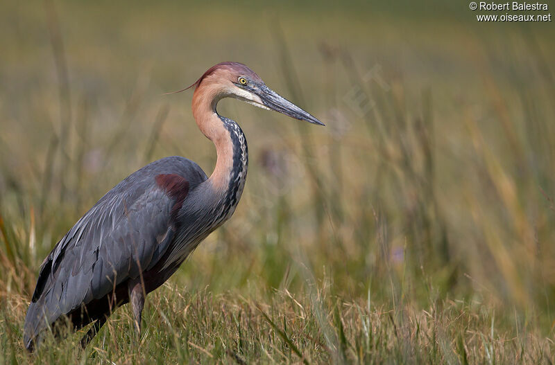 Goliath Heron