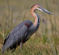 Goliath Heron