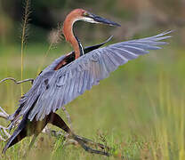 Goliath Heron