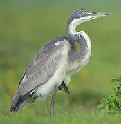 Black-headed Heron