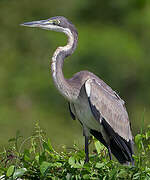 Black-headed Heron