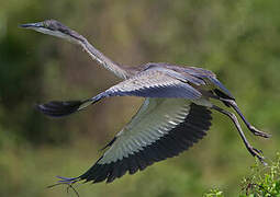 Black-headed Heron