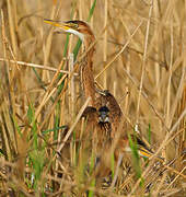 Purple Heron