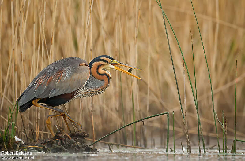 Héron pourpréadulte nuptial, pêche/chasse