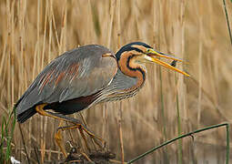 Purple Heron