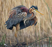 Purple Heron