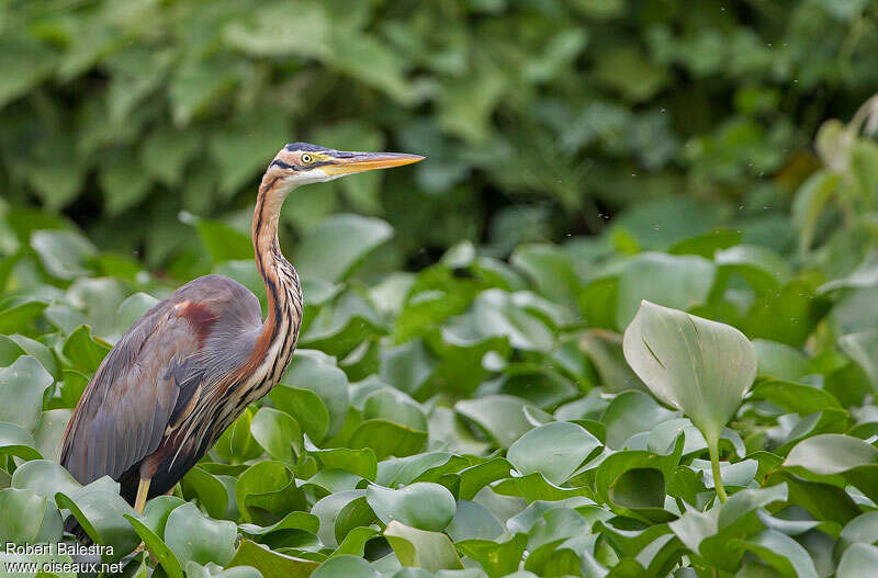 Purple Heronadult post breeding, identification