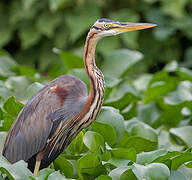 Purple Heron