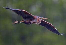 Purple Heron