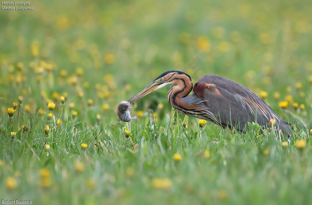 Purple Heron