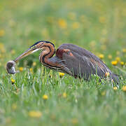 Purple Heron