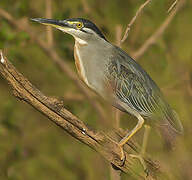 Striated Heron