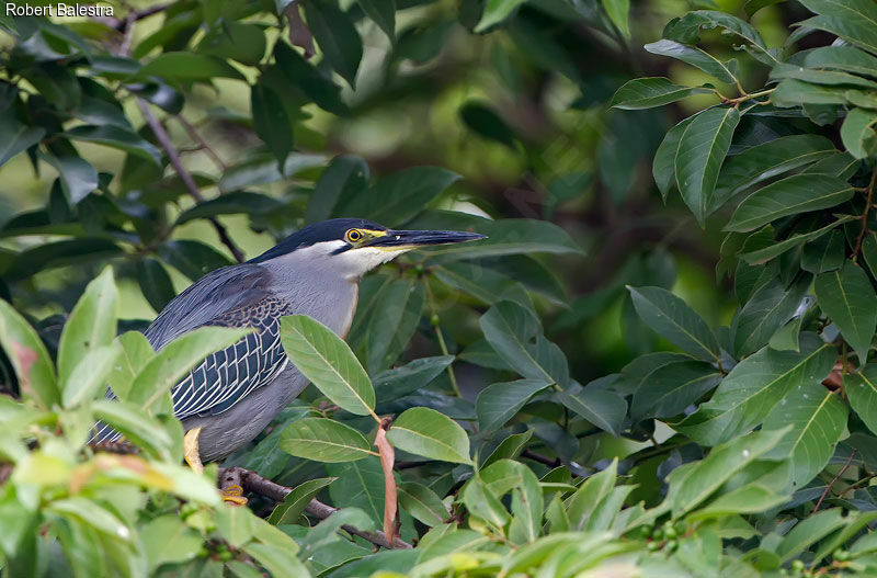 Striated Heron