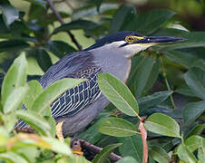 Striated Heron