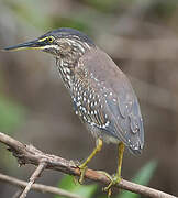 Striated Heron