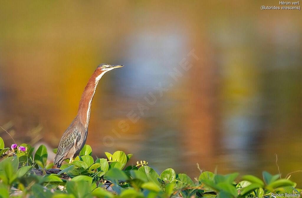 Green Heron