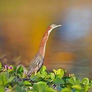 Green Heron